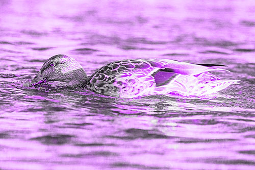 Female Mallard Duck Feasting Among River Water (Purple Tone)