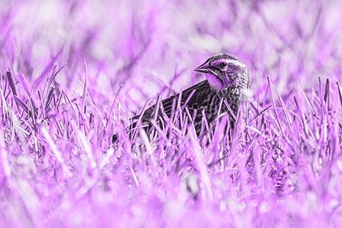 Female Red Winged Blackbird Taking Gander Among Grass (Purple Tone)