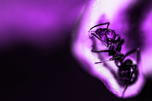 Fire Ant Milking Aphid Among Milkweed Leaf (Purple Tone)