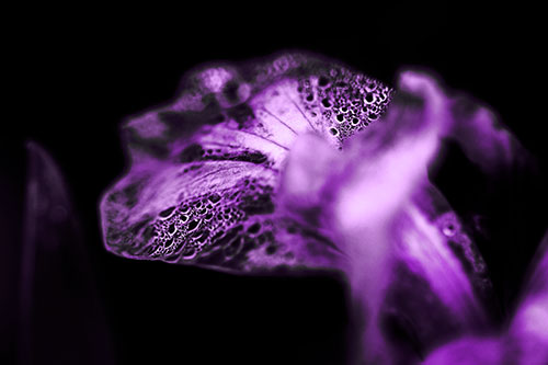 Fish Faced Dew Covered Iris Flower Petal (Purple Tone Photo)