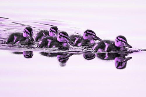 Five Baby Mallard Ducklings Swimming Across Lake Water (Purple Tone)
