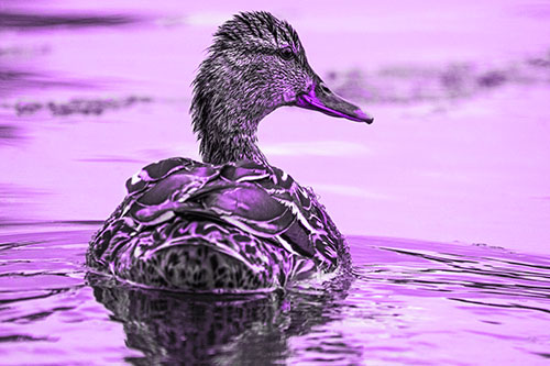 Floating Female Mallard Duck Glancing Sideways (Purple Tone Photo)