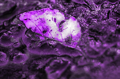 Floating Leaf Face Smirking Among Algae (Purple Tone Photo)