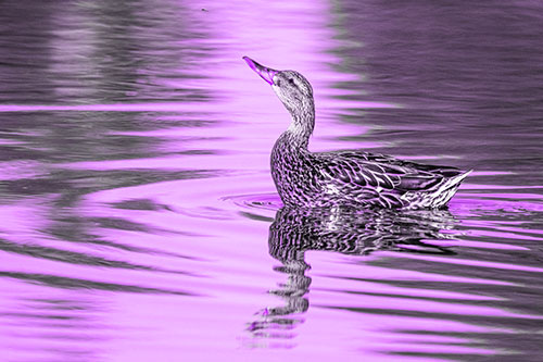 Floating Mallard Duck Watches Dragonfly Buzzing Above (Purple Tone)