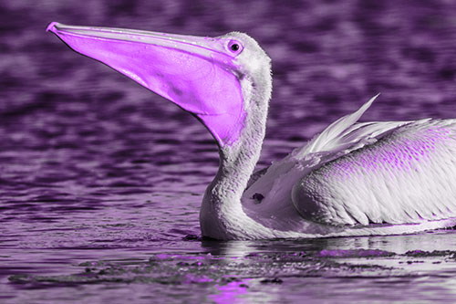 Floating Pelican Swallows Fishy Dinner (Purple Tone Photo)