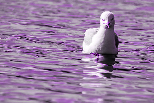 Floating Seagull Making Direct Eye Contact (Purple Tone)