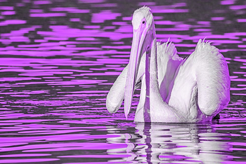 Floating Wing Spread Pelican Hunting For Fishy Breakfast (Purple Tone)