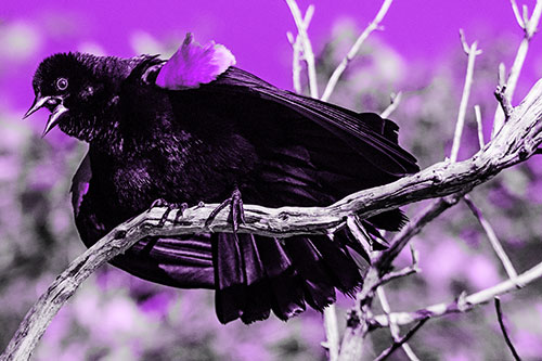 Fluffy Red Winged Blackbird Cawing Among Curving Branch (Purple Tone)