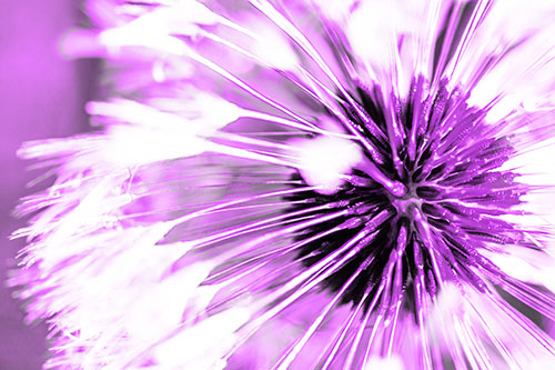 Fluffy White Pappus Dandelion (Purple Tone Photo)