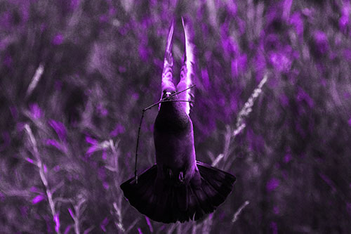 Flying Pigeon Carries Stick In Mouth (Purple Tone Photo)