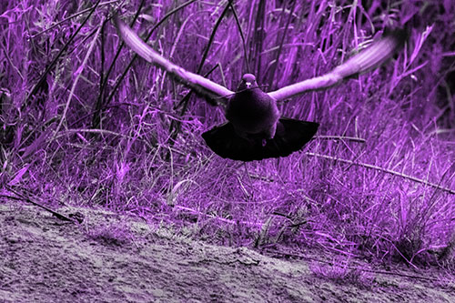 Flying Pigeon Collecting Nest Sticks (Purple Tone Photo)