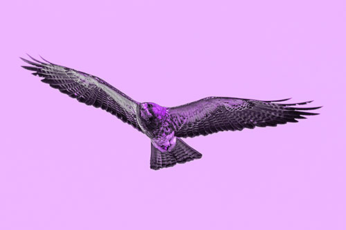 Flying Rough Legged Hawk Patrolling Sky (Purple Tone)