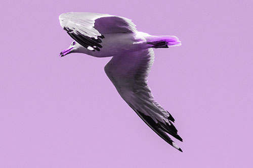 Flying Seagull Searching For Fishy Breakfast (Purple Tone)