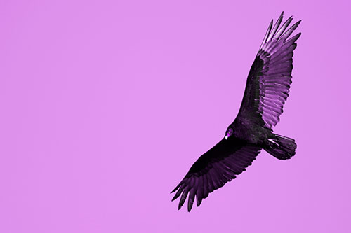 Flying Turkey Vulture Hunts For Food (Purple Tone Photo)