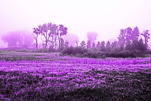 Fog Lingers Beyond Tree Clusters (Purple Tone)