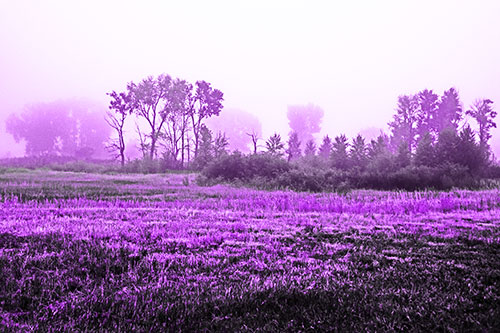 Fog Lingers Beyond Tree Clusters (Purple Tone Photo)