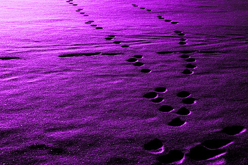 Footprint Trail Across Snow Covered Lake (Purple Tone Photo)