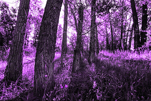 Forest Tree Trunks Blocking Sunlight (Purple Tone Photo)