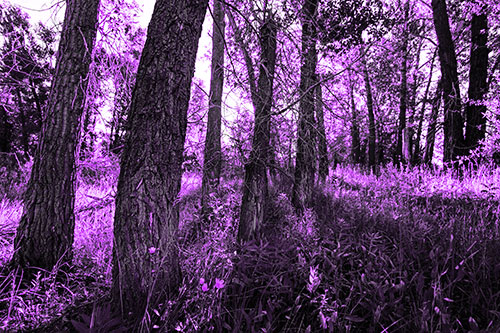 Forest Tree Trunks Blocking Sunlight (Purple Tone)
