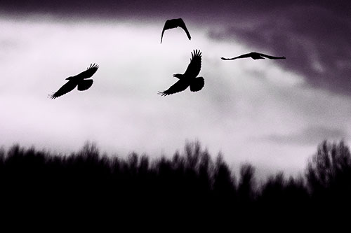 Four Crows Flying Above Trees (Purple Tone Photo)