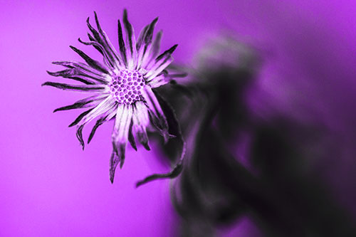Freezing Aster Flower Shaking Among Wind (Purple Tone Photo)