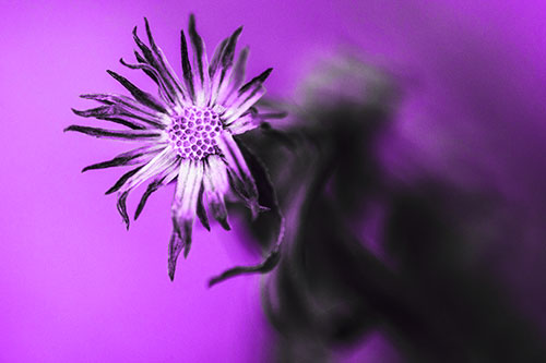 Freezing Aster Flower Shaking Among Wind (Purple Tone Photo)