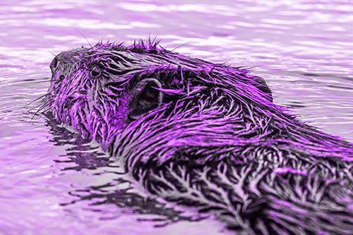 Frightened Beaver Swims Upstream River (Purple Tone Photo)
