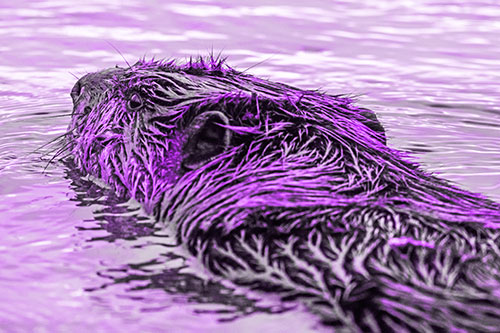 Frightened Beaver Swims Upstream River (Purple Tone)