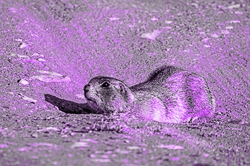 Frightened Russet Ground Squirrel Crouching Atop Dirt Mound (Purple Tone)