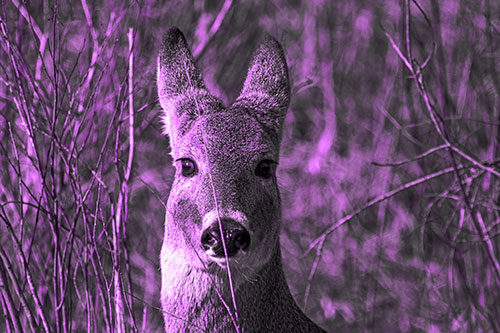 Frightened White Tailed Deer Staring (Purple Tone Photo)