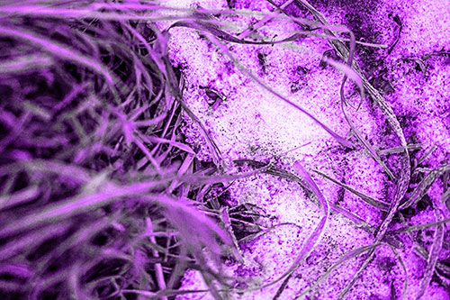 Frowning Grass Face Buried Among Snow (Purple Tone)