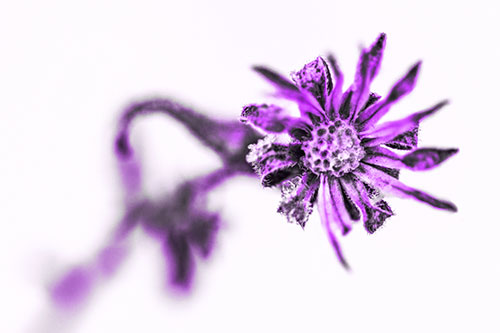 Frozen Ice Clinging Among Bending Aster Flower Petals (Purple Tone Photo)
