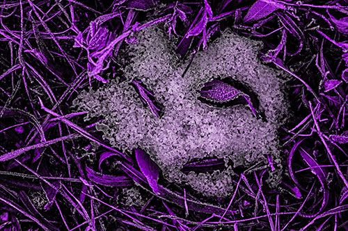 Frozen Leaf Eyed Snow Face Among Frosty Grass (Purple Tone)