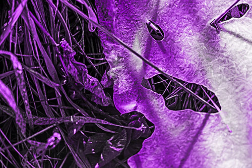 Frozen Protruding Grass Bladed Ice Face (Purple Tone Photo)