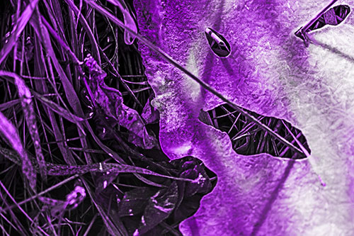 Frozen Protruding Grass Bladed Ice Face (Purple Tone)
