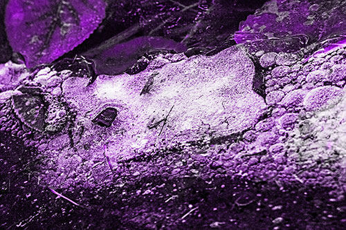 Frozen Rubber Eyed Ice Face Smiling Among Floating Leaves (Purple Tone)