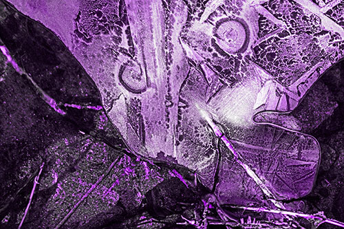 Frozen Spiral Eyed Stick Nosed Ice Face Along Shore (Purple Tone)