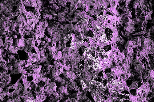Fungi Covers Rugged Surfaced Stone (Purple Tone Photo)
