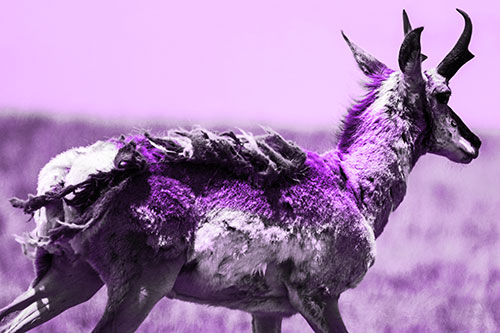 Fur Shedding Pronghorn Walking Along Grass (Purple Tone Photo)