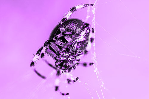 Furrow Orb Weaver Spider Descends Down Web (Purple Tone Photo)