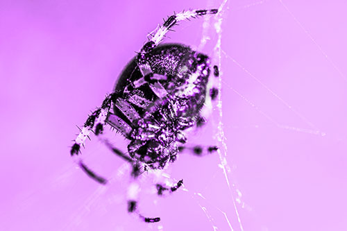 Furrow Orb Weaver Spider Descends Down Web (Purple Tone)