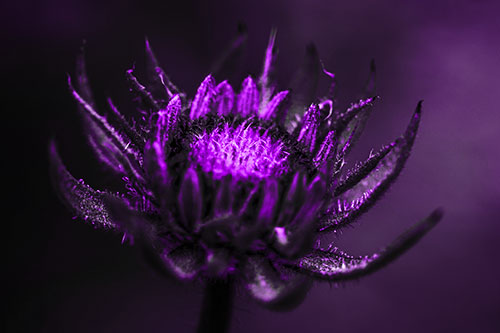 Fuzzy Unfurling Sunflower Bud Blooming (Purple Tone Photo)