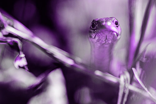 Garter Snake Peeking Head Above Sticks (Purple Tone)