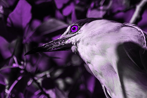 Gazing Black Crowned Night Heron Among Tree Branches (Purple Tone Photo)