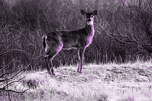 Gazing White Tailed Deer Standing Atop High Ground (Purple Tone Photo)