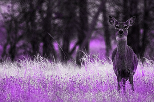 Gazing White Tailed Deer Watching Among Feather Reed Grass (Purple Tone Photo)