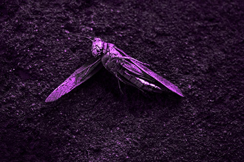 Giant Dead Grasshopper Laid To Rest (Purple Tone Photo)