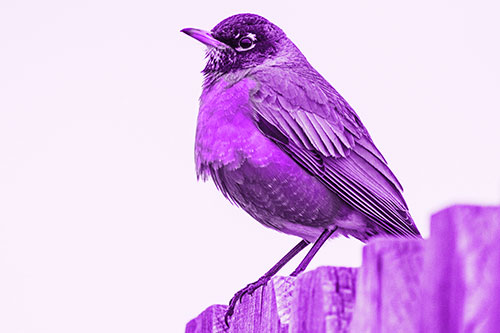 Glaring American Robin Standing Guard Atop Wooden Fence (Purple Tone Photo)