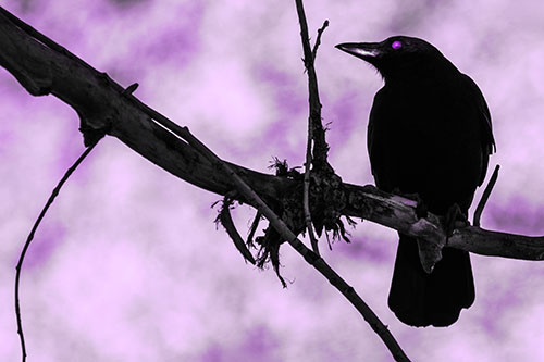 Glazed Eyed Crow Gazing Sideways Along Sloping Tree Branch (Purple Tone)