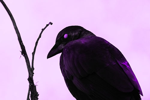Glazed Eyed Crow Hunched Over Atop Tree Branch (Purple Tone Photo)